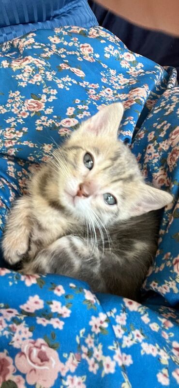 Bengal kittens for sale in Essex – 9 weeks old