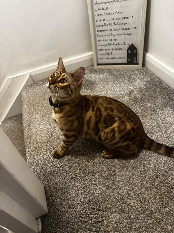 Bengal kittens for sale in Allerton, West Yorkshire – 7 months old