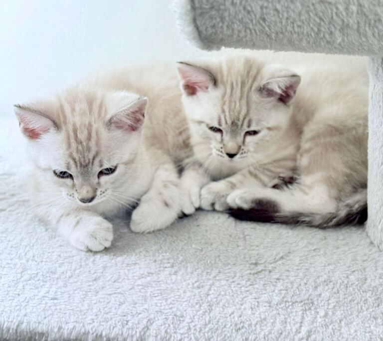 Snow\Leopard Bengal Kittens
