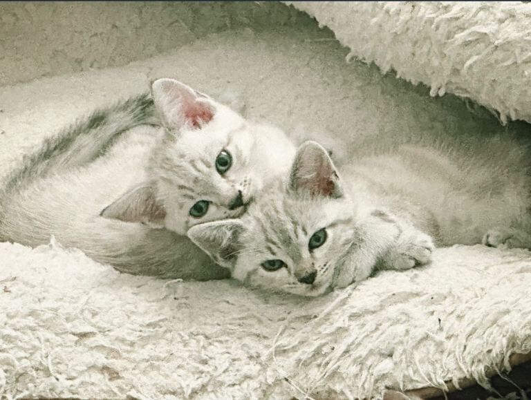 Snow\Leopard Bengal Kittens - Image 2 of 4