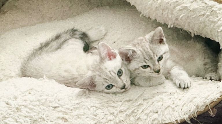Snow\Leopard Bengal Kittens - Image 3 of 4