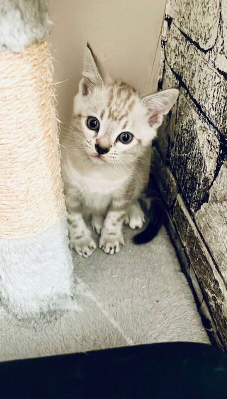 Snow\Leopard Bengal Kittens - Image 4 of 4