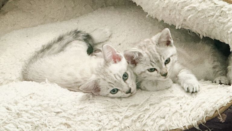 Snow\Leopard Bengal Kittens LAST ONE LEFT READY NOW!!! - Image 3 of 3