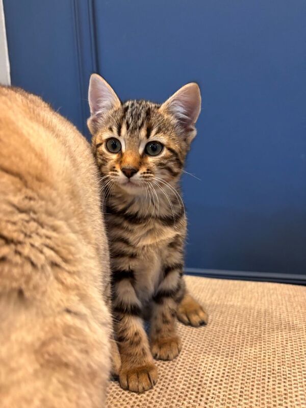 Bengal Kittens For Sale