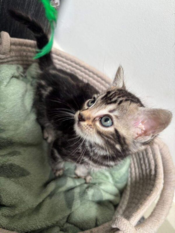 Bengal Kittens For Sale