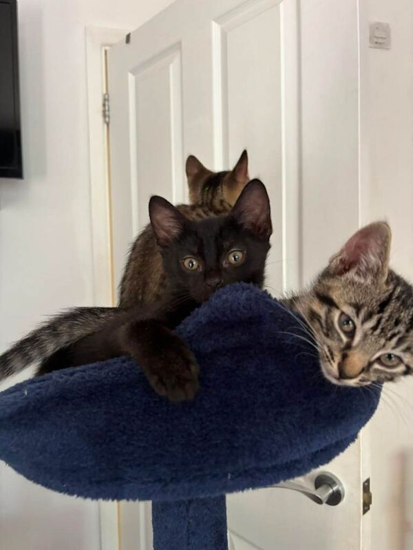 Stormpoint Bengal x Kittens