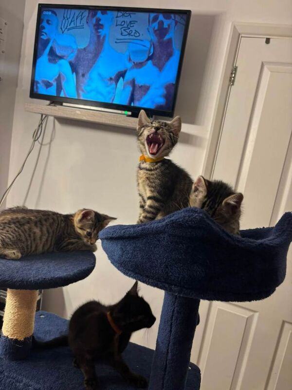Stormpoint Bengal x Kittens - Image 2 of 5