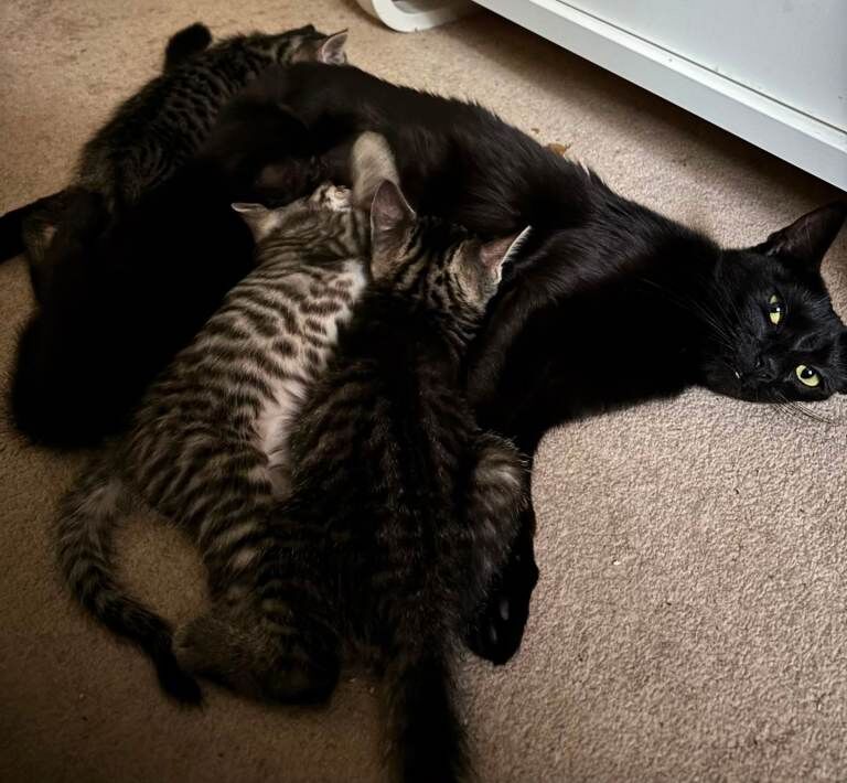 Stormpoint Bengal x Kittens - Image 3 of 5