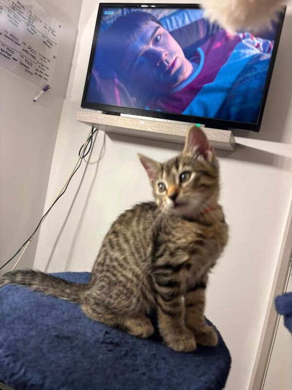 Stormpoint Bengal x Kittens - Image 4 of 5