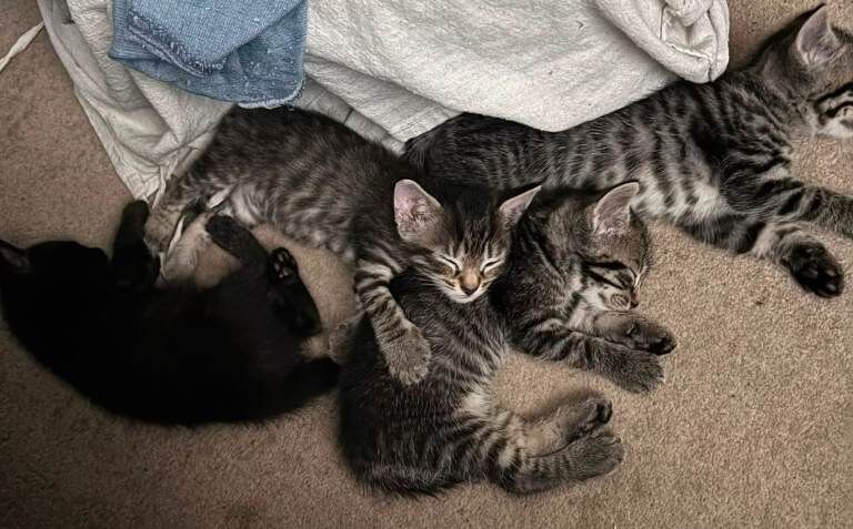 Stormpoint Bengal x Kittens - Image 5 of 5