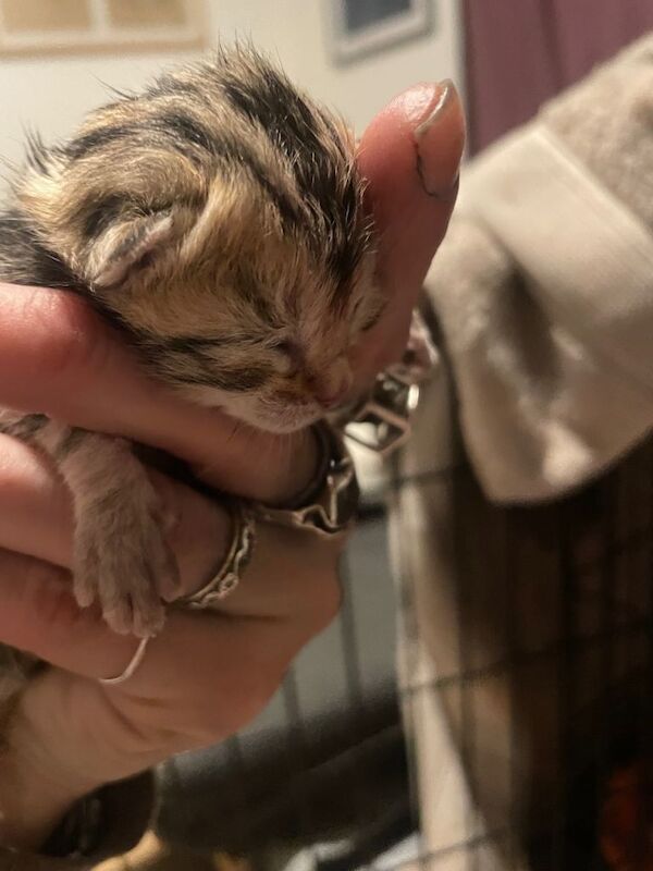 Bengal Kittens For Sale