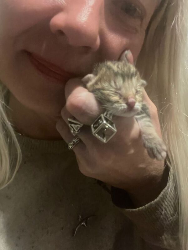 Stunning 3/4 Bengal Kittens - Image 2 of 6