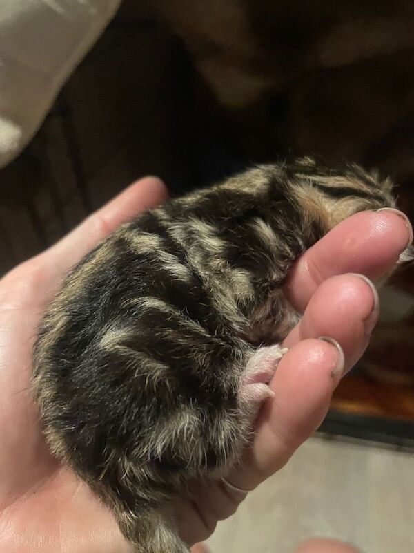 Stunning 3/4 Bengal Kittens - Image 3 of 6
