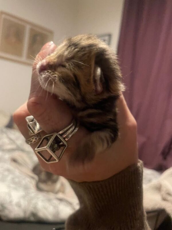 Stunning 3/4 Bengal Kittens - Image 4 of 6