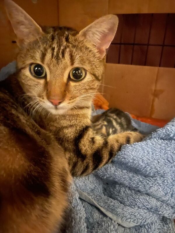 Stunning 3/4 Bengal Kittens - Image 5 of 6