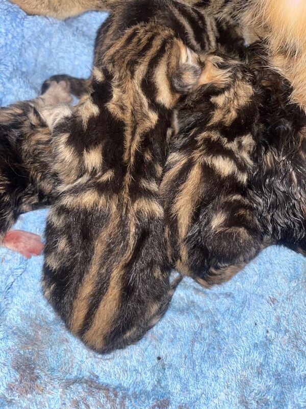 Stunning 3/4 Bengal Kittens - Image 6 of 6