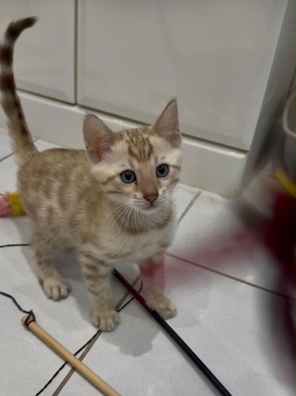 Stunning 5 Gen.Pedigree kittens in London.