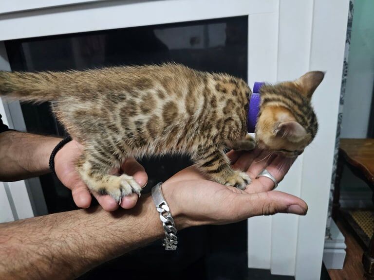 Bengal kittens for sale in Brierley Hill, West Midlands – 7 weeks old