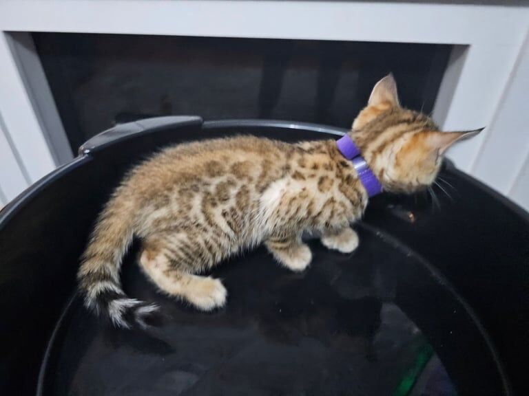 Bengal kittens for sale in Brierley Hill, West Midlands – 7 weeks old - Image 2 of 6
