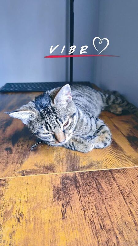 Bengal kittens for sale in Cheshunt, Hertfordshire – 3 months old