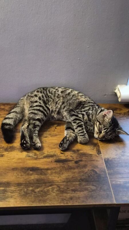 Bengal kittens for sale in Cheshunt, Hertfordshire – 3 months old - Image 3 of 3