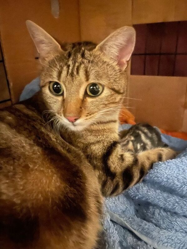 Stunning Bengal kittens