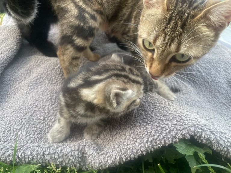 Stunning Bengal kittens - Image 2 of 4