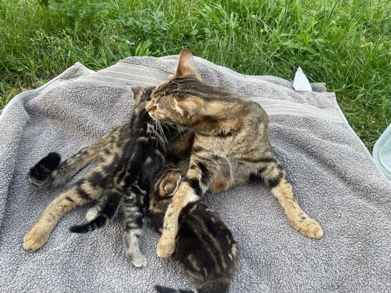 Stunning Bengal kittens - Image 3 of 4