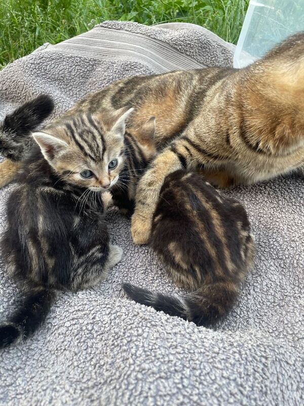 Stunning Bengal kittens - Image 4 of 4