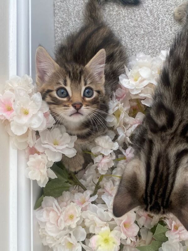 Bengal Kittens For Sale
