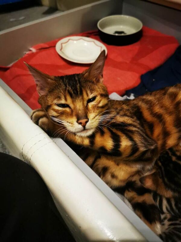 Stunning Bengal kittens for sale