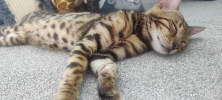 Stunning Bengal kittens for sale - Image 2 of 4