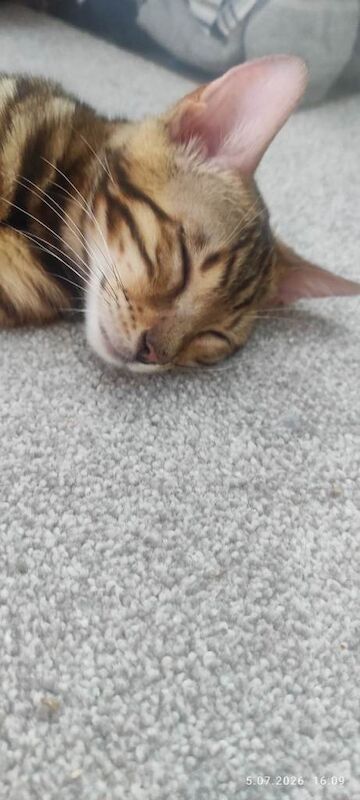 Stunning Bengal kittens for sale - Image 3 of 4