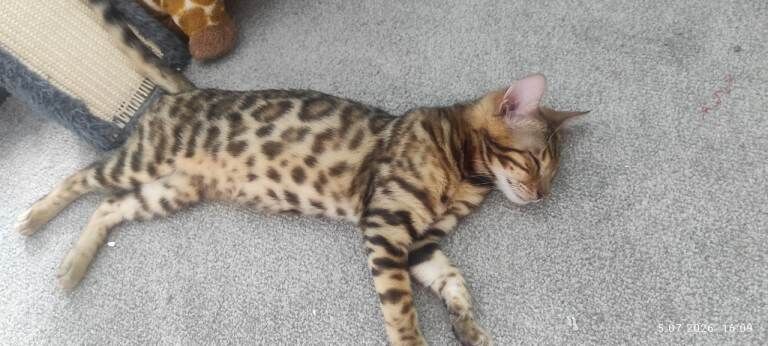 Stunning Bengal kittens for sale - Image 4 of 4
