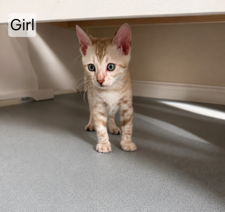 Stunning Bengal Kittens – Gorgeous Rosettes - Image 2 of 4