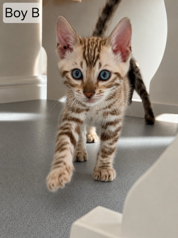 Stunning Bengal Kittens – Gorgeous Rosettes - Image 3 of 4