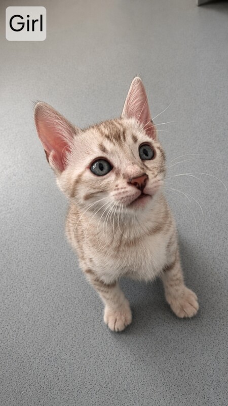Stunning Bengal Kittens – Gorgeous Rosettes - Image 4 of 4