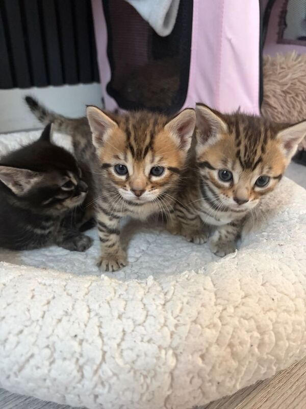 Stunning Bengal Kittens – Rare Black (Melanistic) Male + 1 Beautiful Spotted Girl & 1 Male