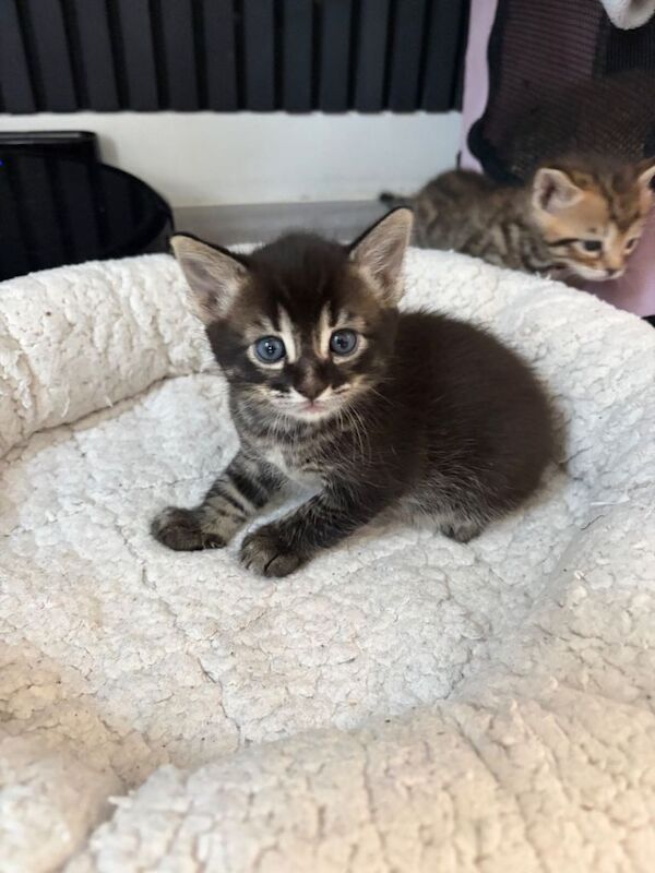 Stunning Bengal Kittens – Rare Black (Melanistic) Male + 1 Beautiful Spotted Girl & 1 Male - Image 2 of 3