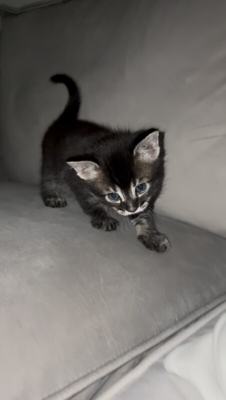 Stunning Bengal Kittens – Rare Black (Melanistic) Male + 1 Beautiful Spotted Girl & 1 Male - Image 3 of 3