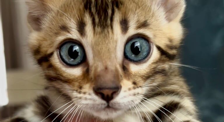 Bengal kittens for sale in Banff, Banffshire – 8 weeks old