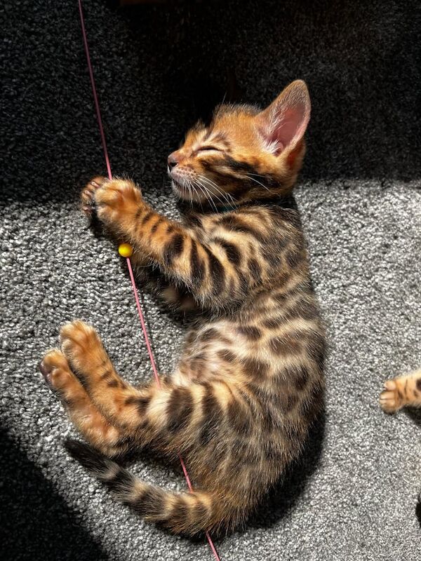 Bengal kittens for sale in Banff, Banffshire – 8 weeks old - Image 2 of 3