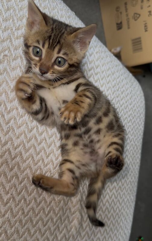 Bengal kittens for sale in Banff, Banffshire – 8 weeks old - Image 3 of 3