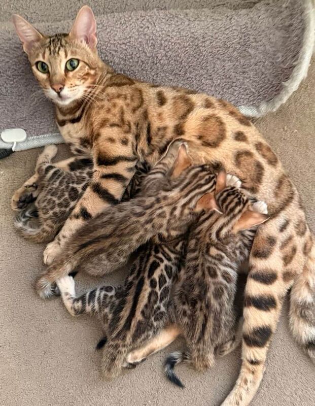 Stunning Bengal Kittens. TICA Registered. 2 Boys and 2 Girls available