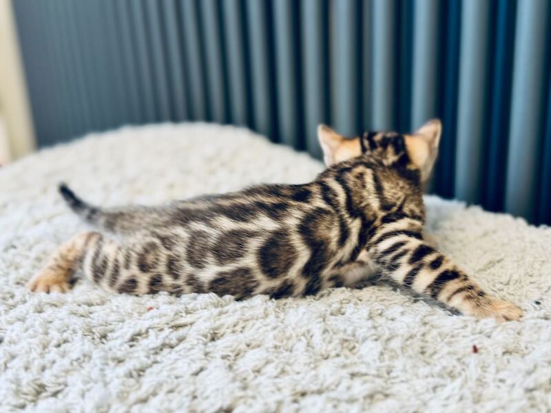 ***Stunning*** Bengals - TICA registered kittens for sale in Nottingham, Nottinghamshire