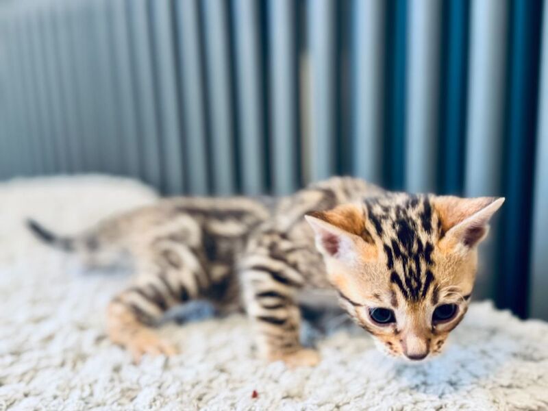 ***Stunning*** Bengals - TICA registered kittens for sale in Nottingham, Nottinghamshire | Image 2