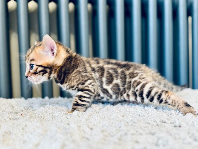 ***Stunning*** Bengals - TICA registered kittens for sale in Nottingham, Nottinghamshire | Image 3