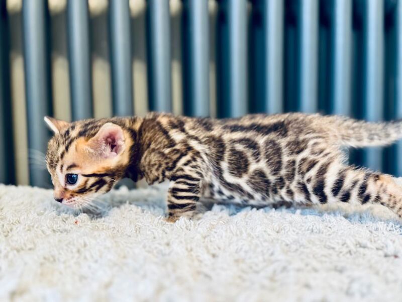 ***Stunning*** Bengals - TICA registered kittens for sale in Nottingham, Nottinghamshire | Image 4