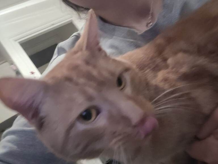 Bengal kittens for sale in Haringey, London – 6 months old