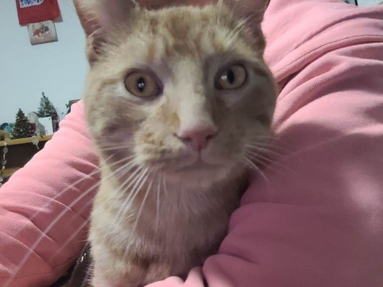 Bengal kittens for sale in Haringey, London – 6 months old - Image 2 of 3